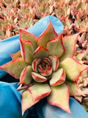 新春セール　LL015　ロータスランタン　105苗セット　土と根付き　多肉植物　エケベリア　韓国苗　サボテン　詰め合わせ　寄せ植え