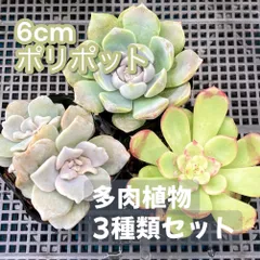 2025年最新】クリスペートビューティの人気アイテム - メルカリ