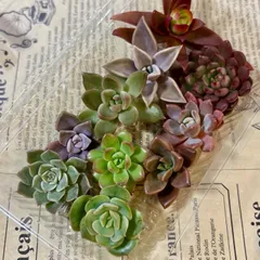 多肉植物　カット苗　寄せ植え　詰め合わせ　10種類