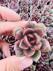 新発売　LL027　パープルクリスタル　105苗セット　土と根付き　多肉植物　エケベリア　韓国苗　サボテン　詰め合わせ　寄せ植え