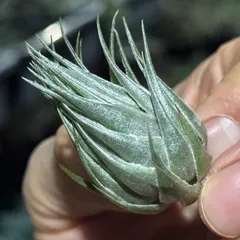 2026年最新】チランジア カウツキーの人気アイテム - メルカリ