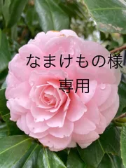 なまけもの様専用　No.523  No.532 天然石ピアス