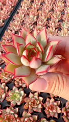 新発売　LL068　ロータスランタン　72苗セット　土と根付き　多肉植物　エケベリア　韓国苗　サボテン　詰め合わせ　寄せ植え