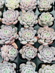 新春セール　LL080　恩寵　105苗セット　土と根付き　多肉植物　エケベリア　韓国苗　サボテン　詰め合わせ　寄せ植え