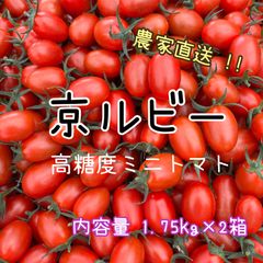 野菜苗】濃密ミニトマト「フラガール」苗2本☆7.5cmポット 農薬不使用