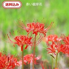 【チラすけ】彼岸花球根　500球（大・中サイズ） 送料無料】 彼岸花球根【小さい球根】30個 リコリス・ラジアータ