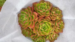 【12株の抜き苗セット】レジティア　多肉植物　佐川急便発送　エケベリア　韓国苗　SF7