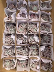 2025年最新】多肉 オパリナの人気アイテム - メルカリ