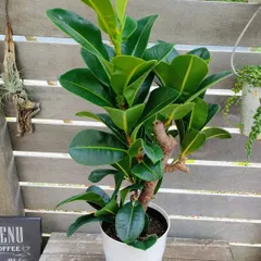 2025年最新】フィカスアルテシマの人気アイテム - メルカリ