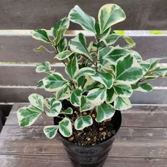 2025年最新】フィカスアルテシマの人気アイテム - メルカリ