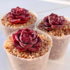 2025年最新】多肉植物 錦の人気アイテム - メルカリ