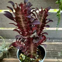 2026年最新】紅サイウンカクの人気アイテム - メルカリ