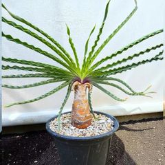 発根済】【現地球】ケラリア ピグマエア - メルカリ