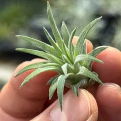 2025年最新】イオナンタ ロンの人気アイテム - メルカリ