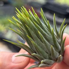 チランジア アエラントス テディベア Tillandsia aeranthos Teddy Bear