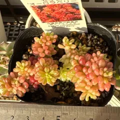 2026年最新】セダムオーロラブルーの人気アイテム - メルカリ