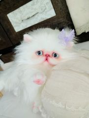 エキゾチックロングヘア子猫ちゃん♡アートドール♡ぬいぐるみ♡大きめ