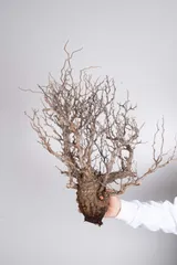 2025年最新】パキプス ベアルートの人気アイテム - メルカリ