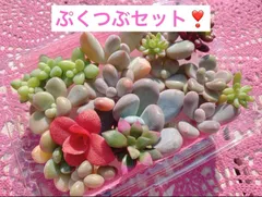 ぷくつぶカット苗セット❣️多肉弁当　美人　多肉植物　エケベリア　セダム　ぷくぷく寄せ植え