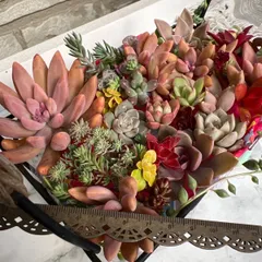 多肉植物‎  寄せ植えセット①   11/18日撮影