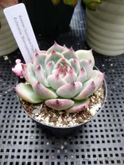 2025年最新】シモヤマコロラータの人気アイテム - メルカリ