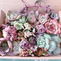 訳あり多肉植物セット