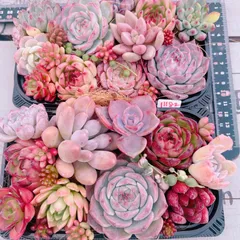 多肉植物 寄せ植えset 大きめ大盛り♡11182