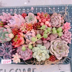 特大❣️豪華根付き韓国苗寄せ植え❣️ Vlog685] [Succulents] I want some great value mini seedlings