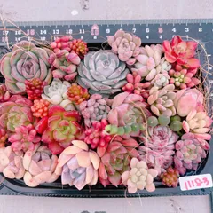 多肉植物 寄せ植えset♡11183