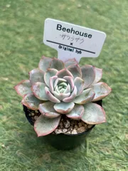 2025年最新】bee house 多肉の人気アイテム - メルカリ