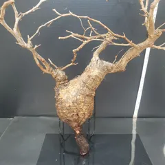 2025年最新】パキプス ベアルートの人気アイテム - メルカリ