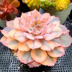 2025年最新】フィレンツェ 多肉の人気アイテム - メルカリ