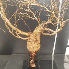 チャレンジ株】最終値下げ大特価GP122オペルクリカリアパキプスベア