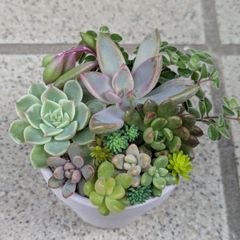 多肉植物 抜き苗 静夜 4株 - メルカリ