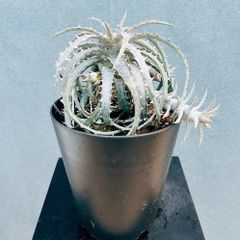 現品］【希少】アデニウム アナコンダ 7号 コーデックス 珍しい 塊根