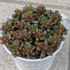 多肉植物 抜き苗 静夜 4株 - メルカリ