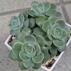多肉植物 抜き苗 セダム寄せ植えセット 8×8 - メルカリ