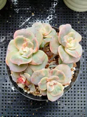 多肉植物　ラブリーローズ錦　赤　葉挿し苗１年生