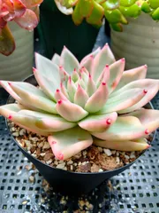 マリア錦◎多肉植物 カット苗 韓国苗 エケベリア等 マリア錦◎多肉植物 カット苗 韓国苗 エケベリア等