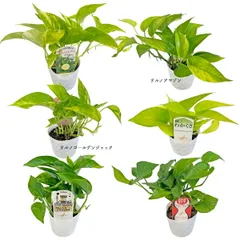 2025年最新】ポトス テルノの人気アイテム - メルカリ