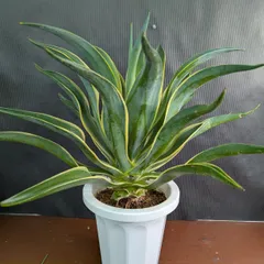 2026年最新】ベネズエラ アガベの人気アイテム - メルカリ