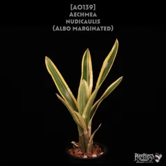 2025年最新】aechmea nudicaulisの人気アイテム - メルカリ