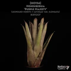 2025年最新】ホヘンベルギアの人気アイテム - メルカリ