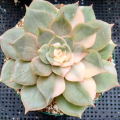 多肉植物 ラブリーローズ錦 赤 葉挿し苗1年生 A - メルカリ