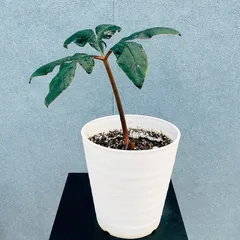 2026年最新】アモルフォファルス アトロビリディスの人気アイテム