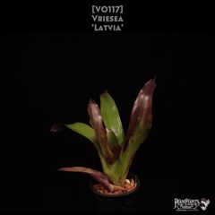 【送料無料】Vriesea 'Latvia'〔フリーセア〕現品発送V0117 送料無料】Vriesea 'Latvia'〔フリーセア〕現品発送V0117 /@plane
