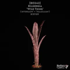 2025年最新】タンクブロメリア ビルベルギアの人気アイテム - メルカリ