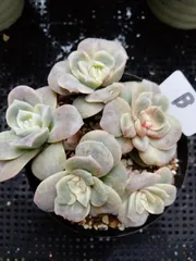 多肉植物　ラブリーローズ錦　赤　葉挿し苗１年生　B