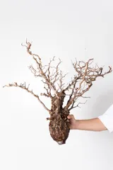 2025年最新】パキプス ベアルートの人気アイテム - メルカリ