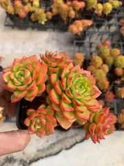 【50株の抜き苗セット】レジティア　多肉植物　佐川急便発送　エケベリア　韓国苗　SF53